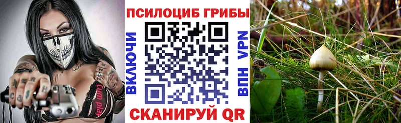 Купить где  Горнозаводск  Галлюциногенные грибы Psilocybine cubensis 